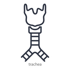 Trachea and larynx line icon. Editable Strokes. Vector illustration.