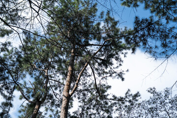 A serene view of tall trees reaching towards a bright blue sky, showcasing a mix of leaves and branches against fluffy clouds.