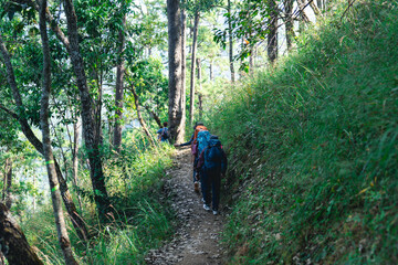 A scenic hiking trail winds through lush greenery, with hikers navigating the path amidst tall trees and vibrant foliage.