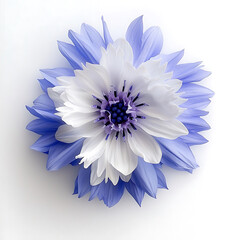 beautiful white and blue cornflower with delicate petals arranged harmoniously, creating serene and calming visual effect