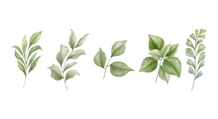 Fresh herbs set isolated on a white background