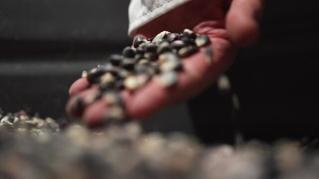 Narrow focus closeup of handful of dried blue corn kernels in hopper