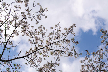 晴天と桜