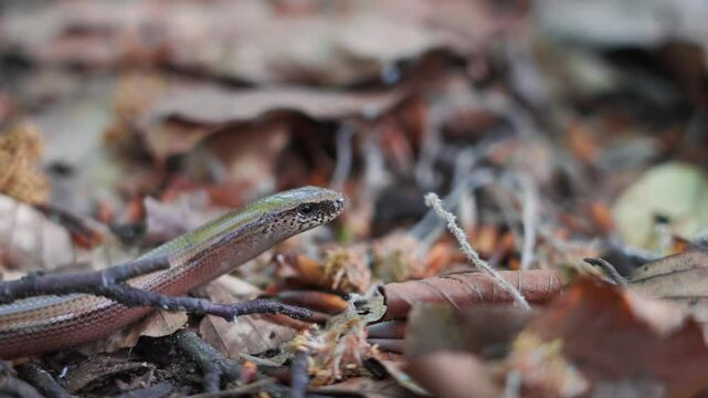 Macro close-up of a common slow worm's head standing on fallen leaves on forest floor ground