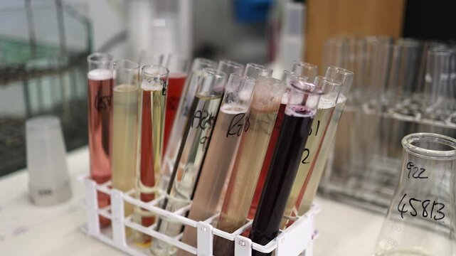 Labelled test tubes with wine samples stand in rack on lab countertop
