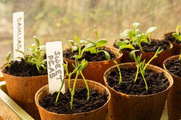 Sweet pea and dahlia seedlings growing in eco fibre pots indoors against a window in early morning...