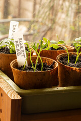 Sweet pea seedlings growing in eco fibre pots indoors against a window in early morning light.