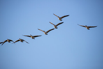 V-shaped formation of Canada Geese (Branta canadensis) flying south against clear blue sky