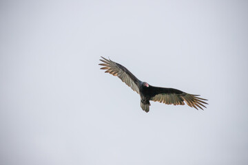 Fototapeta premium Turkey Vulture (Cathartes aura) soars in bright sky with wings spread wide in upward glide
