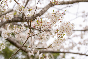 Naklejka premium 曇天の桜