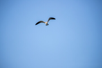 Ring-billed Gull (Larus delawarensis) soars high in bright blue sky with wings extended