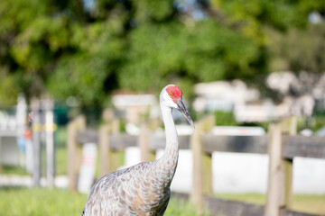 Sandhill Crane stands near fence in sunlit grass with alert expression and long neck