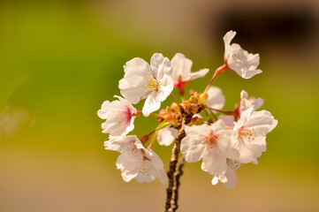 桜の季節