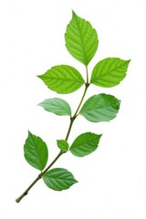 Naklejka premium Delicate branch with green leaves isolated on white background, tree detail, green, nature