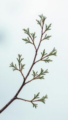 Delicate branch with intricate foliage on a snowy white background, texture, branch, minimalist