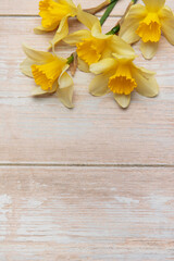 Yellow daffodils creating a border on rustic white wooden background