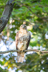 Red-tailed Hawk (Buteo jamaicensis) looks to the right while perched calmly on high branch