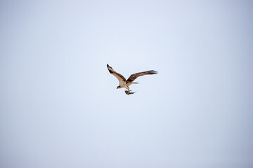 Osprey in flight with wings outstretched against pale sky