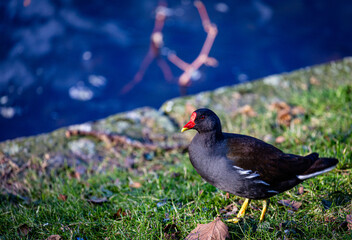 Common moorhen walking near to the water
