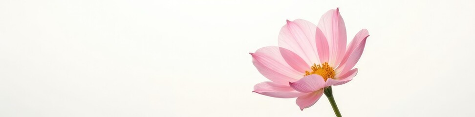 Obraz premium Delicate flower isolated on white background with soft light and gentle shadows, nature, bloom, flowers