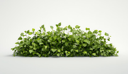 Obraz premium Lush green bush with vibrant leaves, perfect for landscaping or decoration, adds natural touch to any space