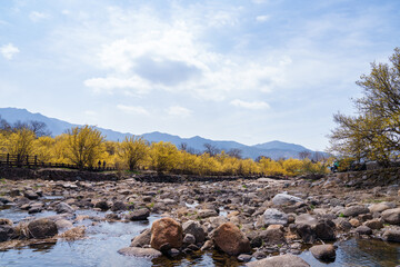 Valley landscape with lush cornelian cherry trees with yellow flowers in spring in March...