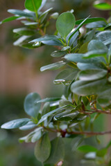 Bushes of evergreen boxwood, Buxus sempervirens, with a green background.