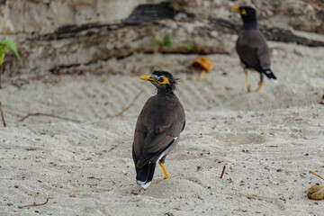 Myna bird on fiji beach looking back