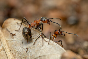 Red Wood Ant - Formica rufa, common popular forest insect from Euroasian forests and woodlands, Zlin, Czech Republic.