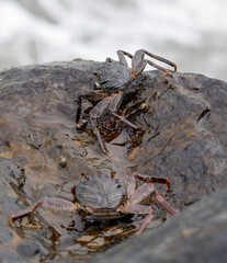 Two crabs are in a small pool of water
