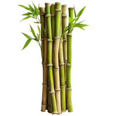 Bamboo Stalks Image on transparent background