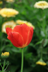 色とりどりに咲き誇る赤白黄色