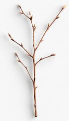 Fototapeta premium A light brown branch with buds