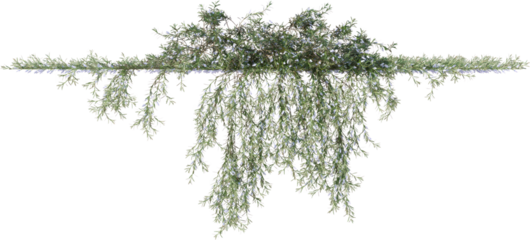 ivy, climbing plant, wall plant, vine, edge plant
