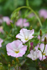 Fototapeta premium Field bindweed or Convolvulus arvensis or European bindweed or Creeping Jenny with open flowers surrounded with dense green leaves, closeup of Field bindweed flower
