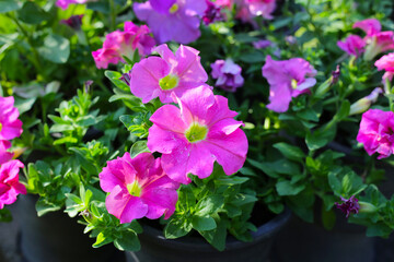 Petunia flowers in a container