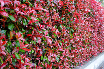 Photinia  plant with  red and green leaves for garden borders