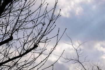 曇天の空に伸びる木