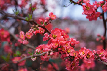 Close-up photo of a red Chaenomeles speciosa flower in bloom