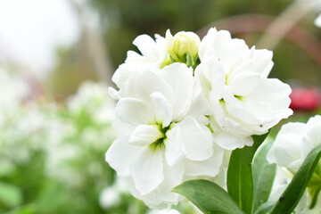 Fototapeta premium White Hoary Stock, White Hoary Stock or Matthiola Incana is a member of the Brassicaceae family of flowering plants. It's also commonly known as Brompton Stock, Common Stock, White flower in garden