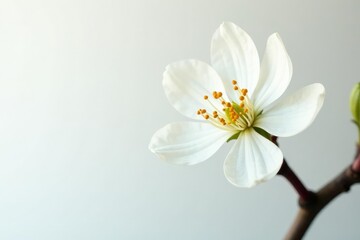 Obraz premium Delicate white blossom against pure white backdrop, petal, garden