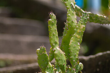 Cactus is a type of plant that belongs to the Cactaceae family