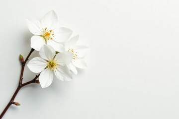 Delicate white blossoms against pure white backdrop, plant, delicate