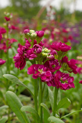 Red Hoary Stock, Red Hoary Stock or Matthiola Incana is a member of the Brassicaceae family of flowering plants. It's also commonly known as Brompton Stock, Common Stock, Red flower in garden