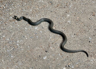 A European grass snake (Natrix natrix) moving across a gravel path in Østmarka, a forested nature...