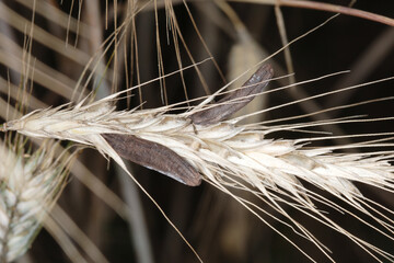 Mutterkorn,  Claviceps purpurea, Roggenähre