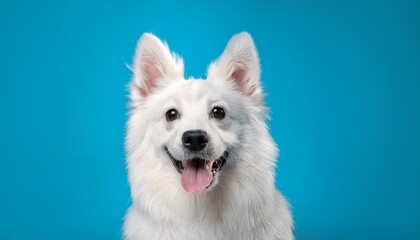 border collie dog
