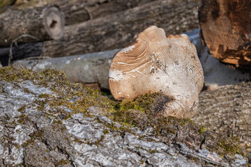 champignon sur un tronc d'arbre