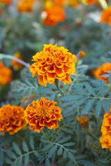 Yellow red french marigold flower blossom in garden, Yellow red french Mari Gold flowers for decorate garden, Close up of beautiful small marigold flower in garden. Marigold flowers bloom in nature