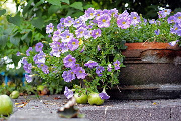 Purple, flowers and leaves in garden, backyard or nature for growth in summer. Bloom, floral calibrachoa and plant in pot outdoor for ecology, sustainability and decoration for blossom and fruits